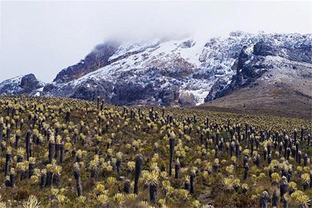 Parque-Nacional-Los-Nevados